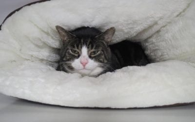 Angstige katjes opvangen: Geduld en zorg in ons kattenpension