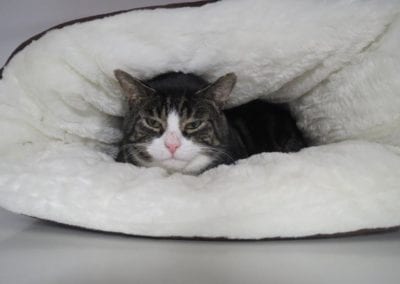 kattenpension voor je angstige kat?