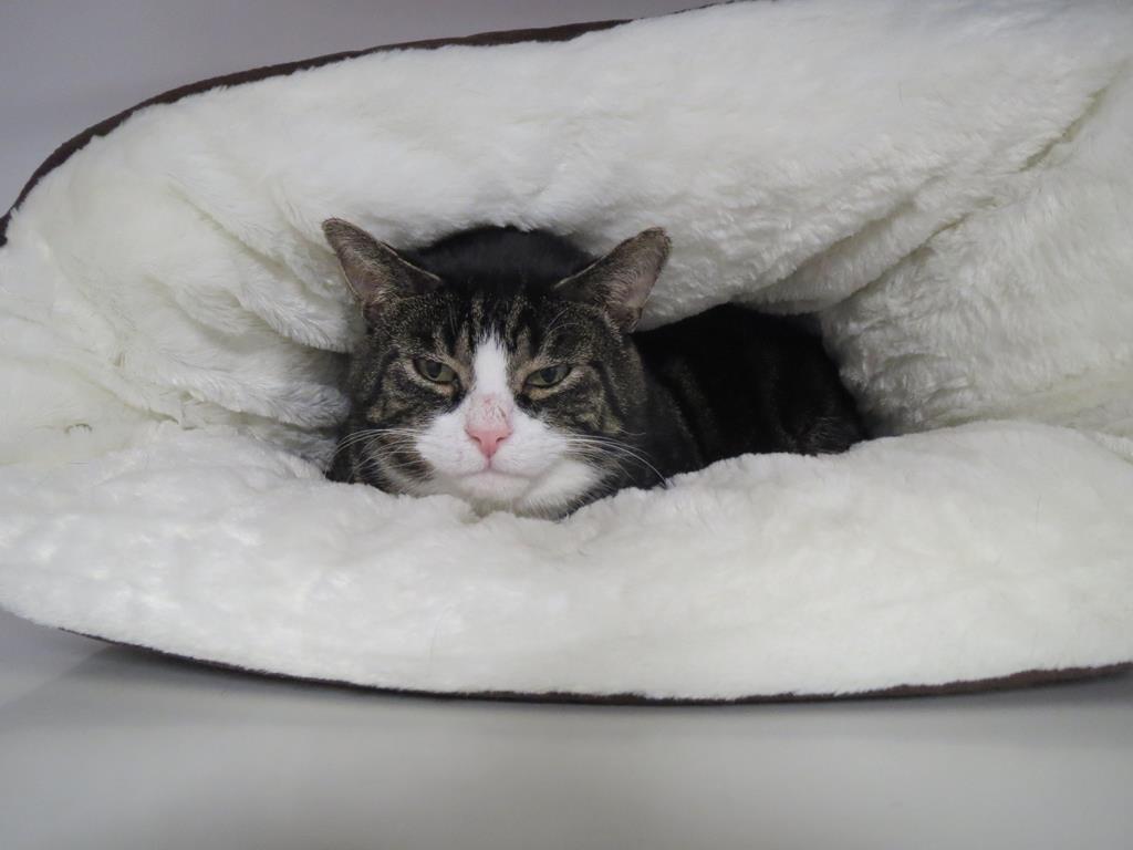 kattenpension voor je angstige kat?