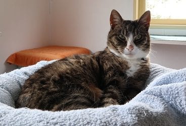 4 tips voor een relaxte jaarwisseling voor je kat