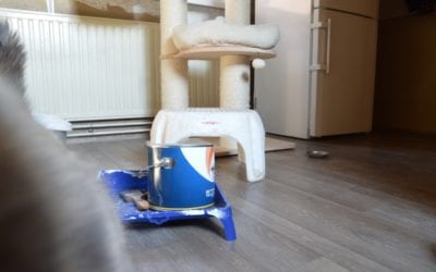 Klussen met je kat