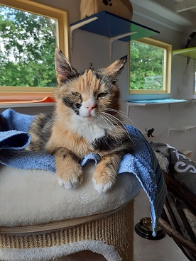 Tijger, time out voor je kat.