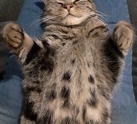 Is mijn stress van invloed op mijn kat?